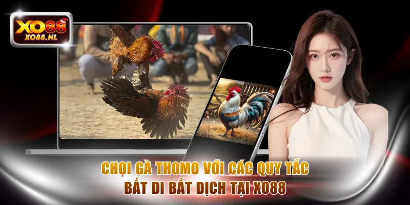 Đá Gà XO88 - Soi Kèo Chuẩn Để Nhận Thưởng Siêu Lợi Nhuận - Treasure89