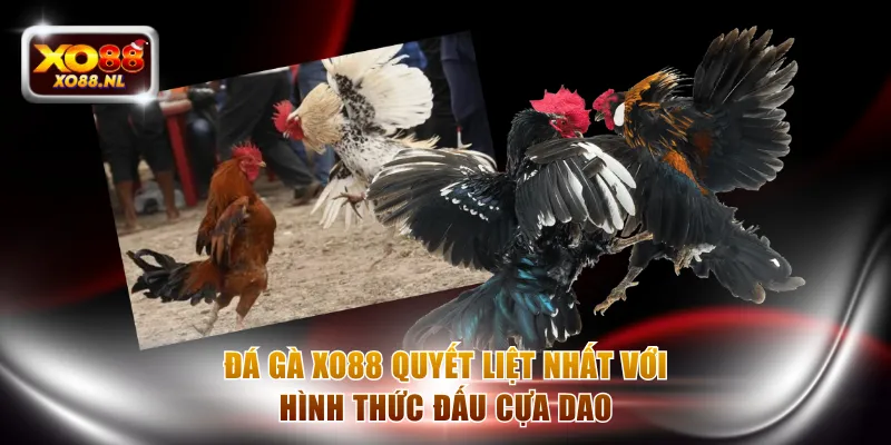 Đá Gà XO88 - Soi Kèo Chuẩn Để Nhận Thưởng Siêu Lợi Nhuận - Treasure89