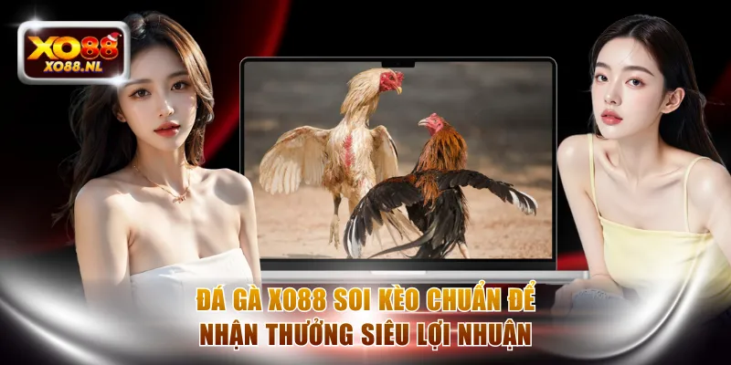 Đá Gà XO88 - Soi Kèo Chuẩn Để Nhận Thưởng Siêu Lợi Nhuận - Treasure89
