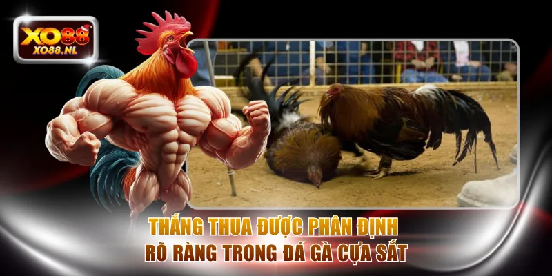 Cược Đá Gà Cựa Sắt Đầy Kịch Tính Với Thưởng Hot Tại XO88 - Treasure89