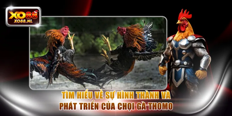 Chọi Gà Thomo Với Các Quy Tắc Bất Di Bất Dịch Tại XO88 - Treasure89